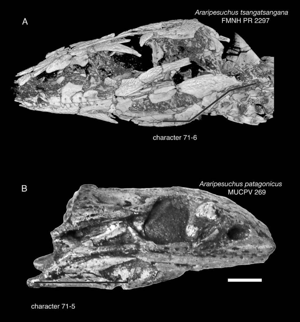 296 A. H. Turner Figure 48. Systematic variation of Araripesuchus retroarticular processes.