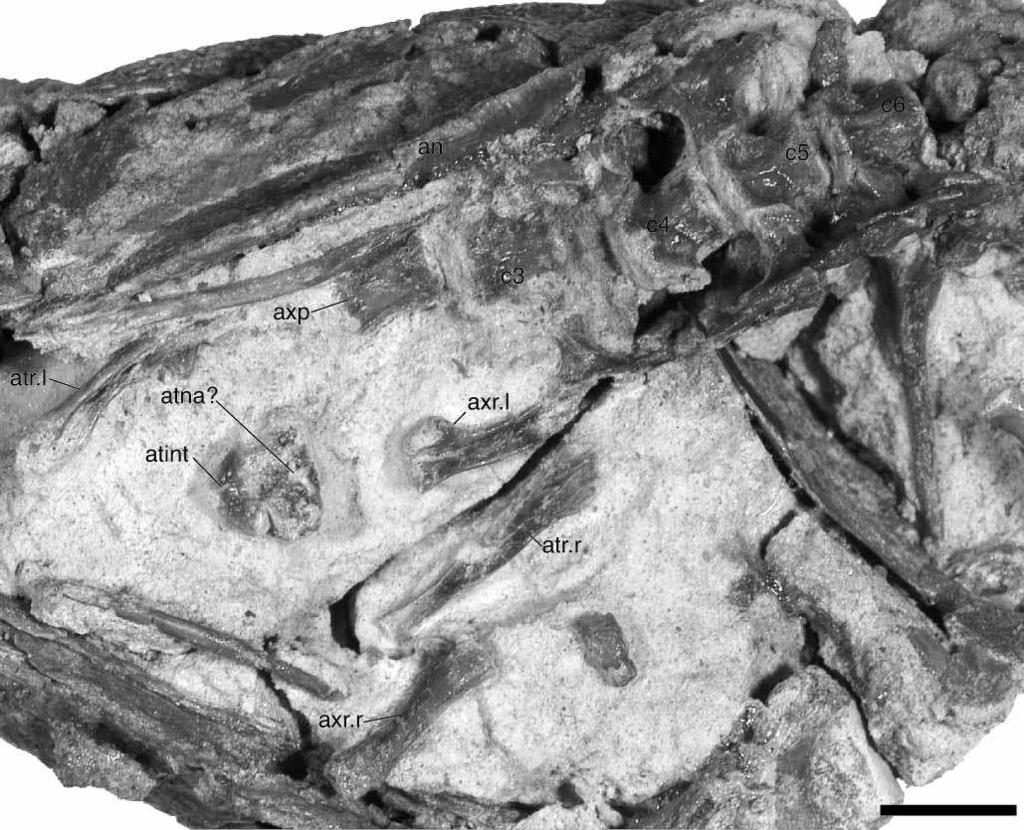300 A. H. Turner Figure 51. FMNH PR 2297, Araripesuchus tsangatsangana. Ventral view of anterior cervical vertebral series. Scale ¼ 1 cm. (Photograph by C. Leonard.) impossible to determine its shape.