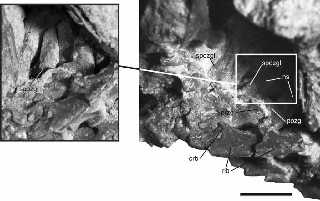 New Araripesuchus from Madagascar 303 Figure 55. FMNH PR 2297, Araripesuchus tsangatsangana. Detail of cervical neural spines, showing suprazygapophyseal laminae as well as cervical rib morphology.