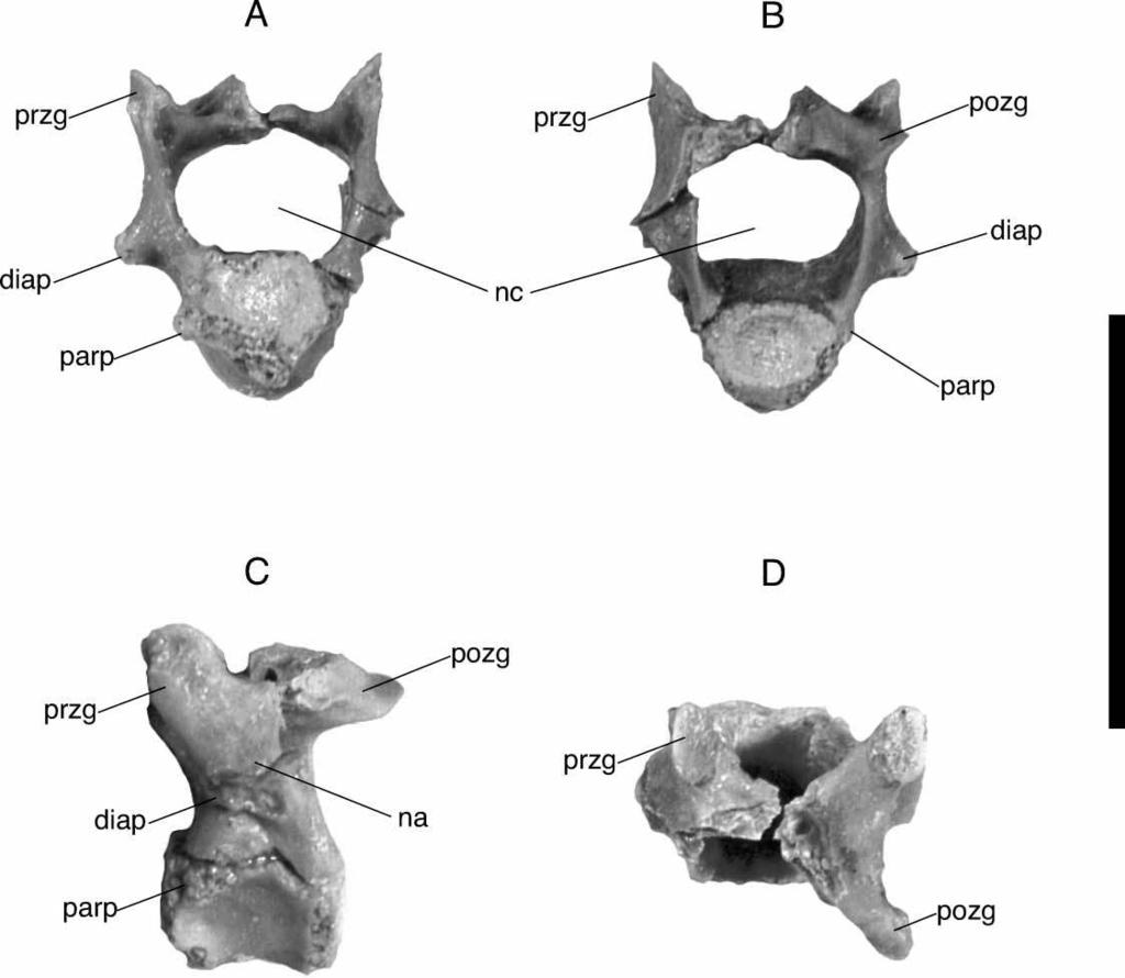 304 A. H. Turner Figure 56. FMNH PR 2307, Araripesuchus tsangatsangana. Isolated partial anterior cervical vertebra in anterior (A), posterior (B), left lateral (C), and dorsal (D) view. Scale ¼ 1 cm.