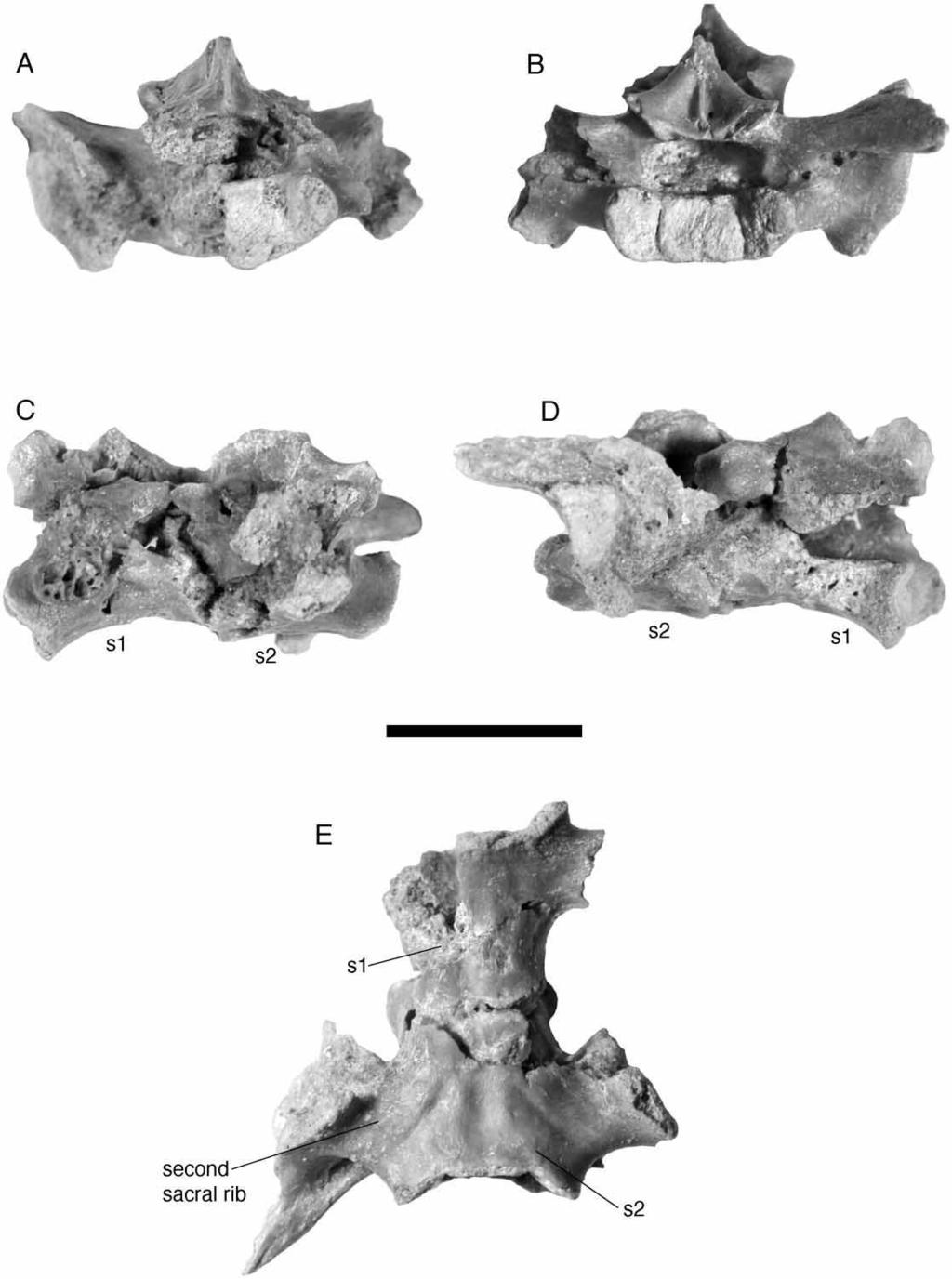 New Araripesuchus from Madagascar 311 Figure 64. FMNH PR 2301, Araripesuchus tsangatsangana. Partial sacrum in anterior (A), posterior (B), left lateral (C), right lateral (D) and ventral (E) view.