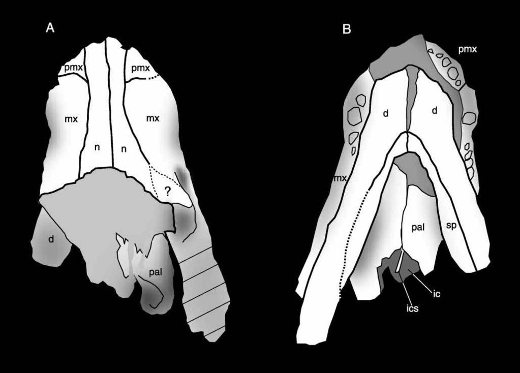 New Araripesuchus from Madagascar 259 Figure 5. GDF 700, Araripesuchus wegeneri. Skull in dorsal view (A) and ventral view (B). Scale ¼ 1 cm. (Photographs courtesy of C. Brochu.) Ortega et al. 2000).