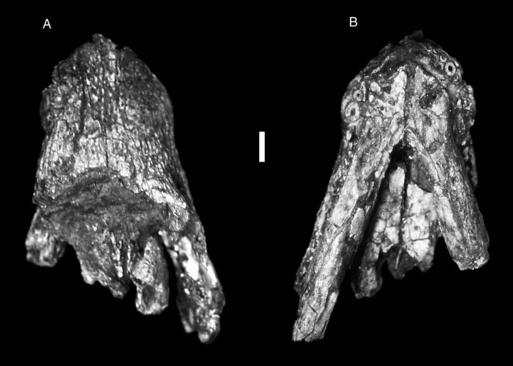 wegeneri from other Araripesuchus species was presence of five premaxillary teeth in A. wegeneri and the presence of denticles on the posterior maxillary teeth.