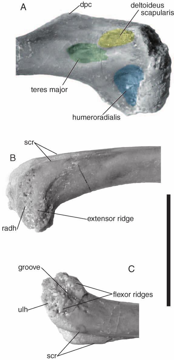 New Araripesuchus from Madagascar 319 Figure 71. Detail of humeral muscle scarring. A, Posterolateral view of left humeral head (FMNH PR 2325).