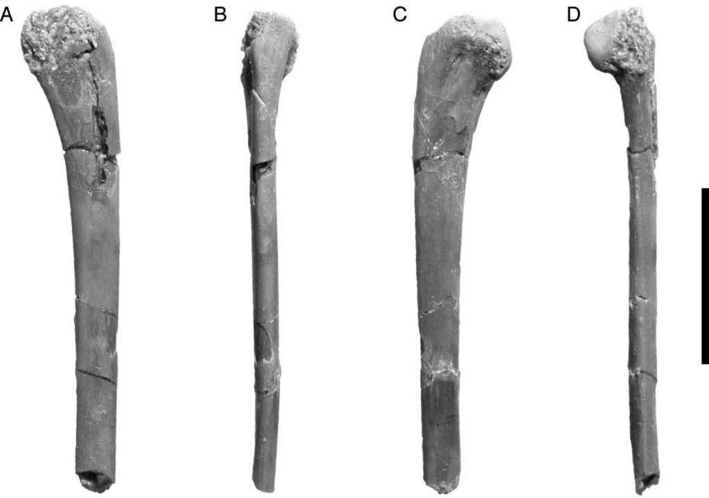 320 A. H. Turner Figure 72. UA 8758, Araripesuchus tsangatsangana. Partial right ulna in medial (A), posterior (B), lateral (C), and anterior (D) views. Scale ¼ 1 cm. (Photographs by C. Leonard.