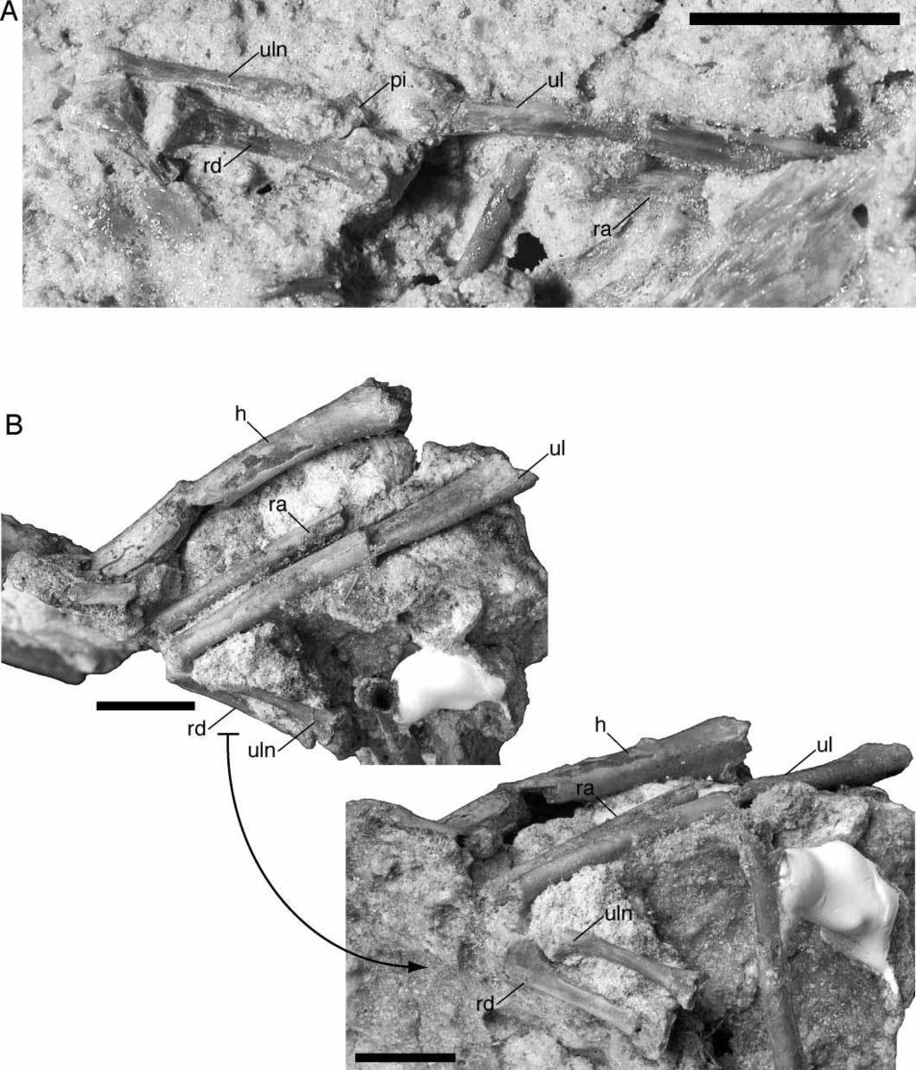 New Araripesuchus from Madagascar 321 Figure 73. Forearm morphology. A, Partially obscured left radius, ulna, ulnare, radiale and pisiform (FMNH PR 2324). B, Nearly complete right forearm.