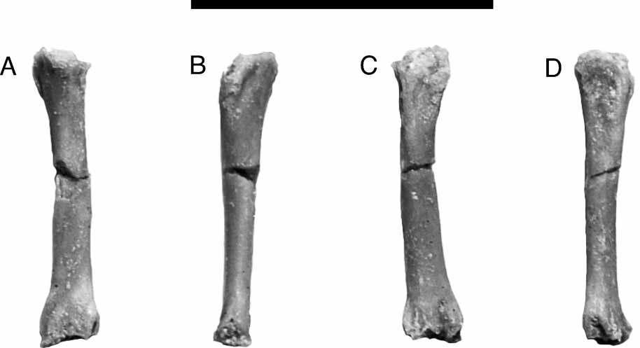 324 A. H. Turner Figure 76. UA 8736, Araripesuchus tsangatsangana. Left ulnare in anterior (A), medial (B), posterior (C), and lateral (D), view. Scale ¼ 1 cm. (Photographs by C. Leonard.
