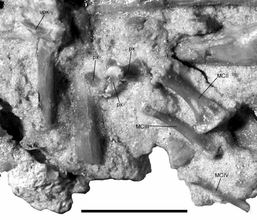 New Araripesuchus from Madagascar 325 Figure 78. FMNH PR 2328, Araripesuchus tsangatsangana. Partial manus preserved metacarpals II, III, and IV, as well as phalanges associated with digit II.