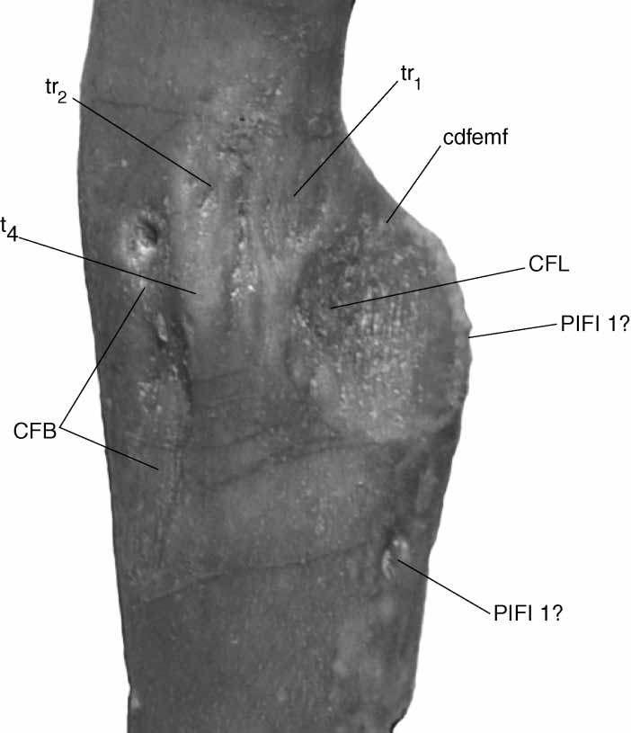 New Araripesuchus from Madagascar 333 Figure 85. FMNH PR 2300, Araripesuchus tsangatsangana. Muscle attachment scar associated with fourth trochanter (t 4 ).