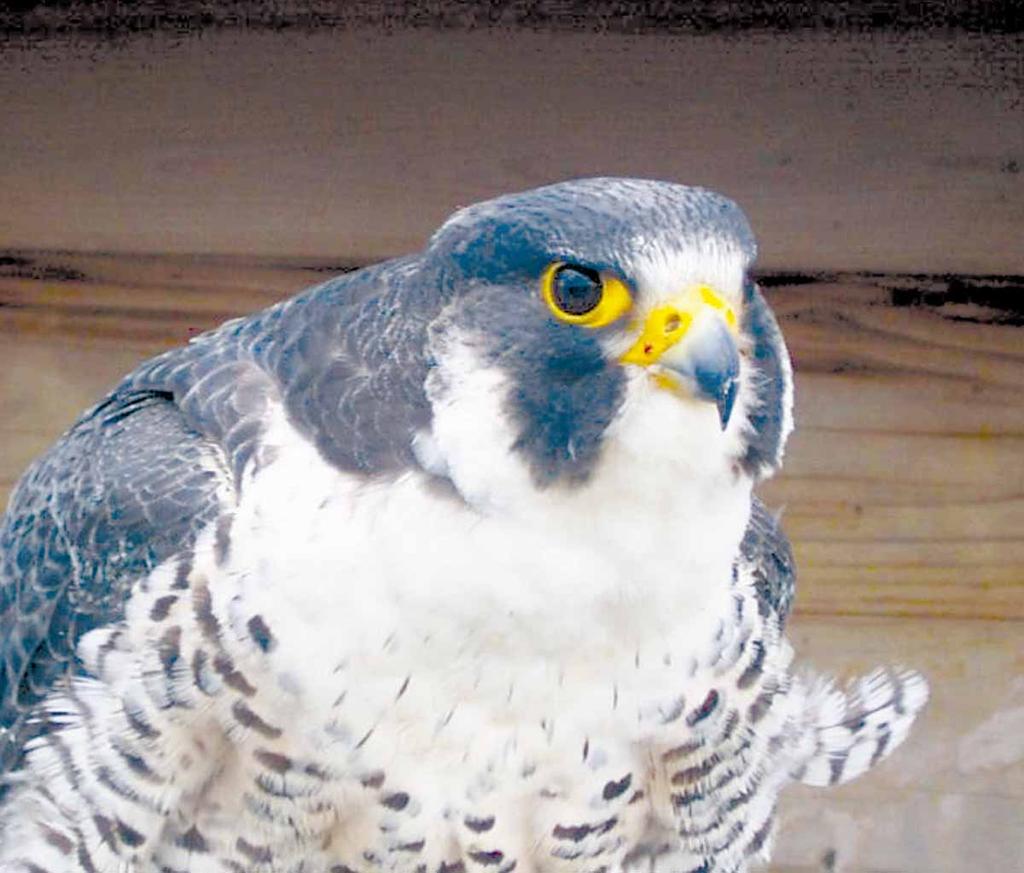 Peregrines are 22 to 24 inches (56 to 61 cm) long and weigh about two pounds.