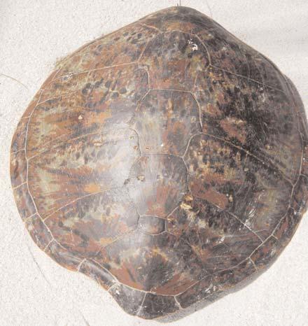 This turtle shell has four scutes and was identified as a green turtle This shell has an extra scute on the shell which identified as a loggerhead turtle Photograph 8.