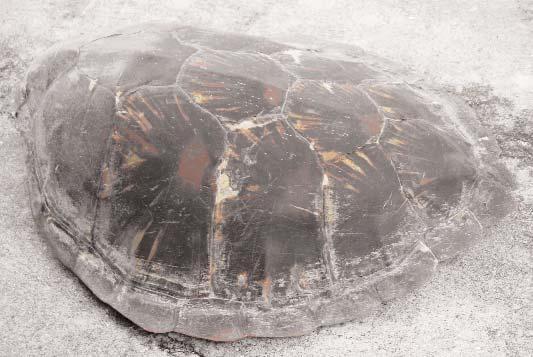 According to a village elder, in times past, turtles were normally spotted in the area, however, this is not the case today.