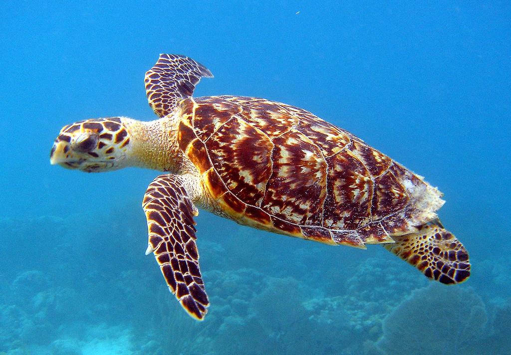 Evidence II: I Like Turtles :3 Match the term with its scenario! 1. Because the Journey of a newborn sea turtle is full of dangers, sea turtles lay tons of eggs to make sure some survive.