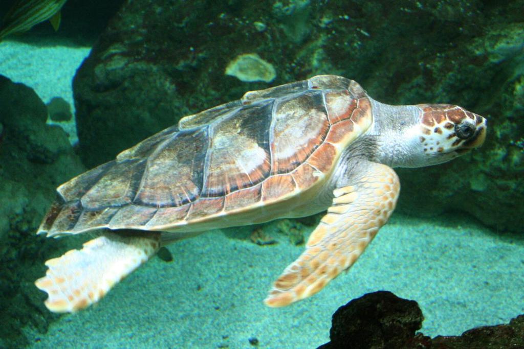 Evidence II: I Like Turtles :3 Loggerhead Sea Turtles Facts 1.