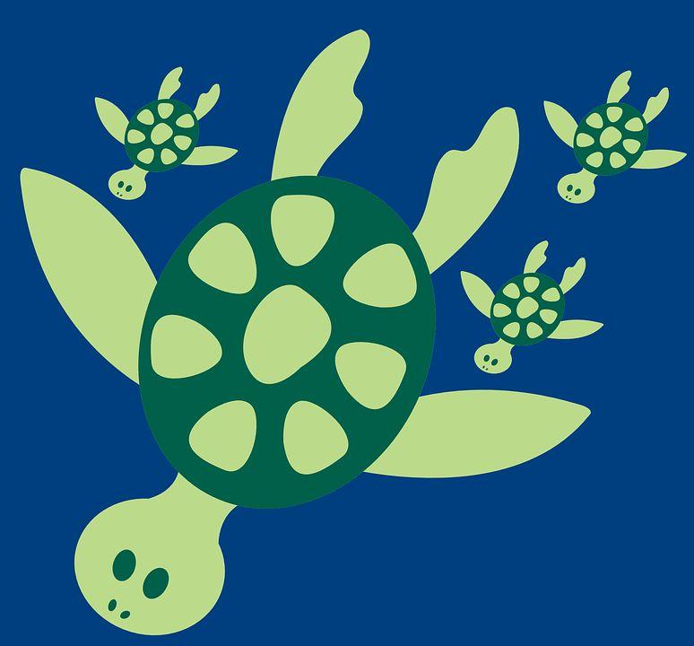 Evidence II: I Like Turtles :3 Loggerhead Sea Turtles Facts 1. They are mainly carnivores and eat animals like jellyfish, conchs, crabs and fish 2. They swim by following the currents 3.