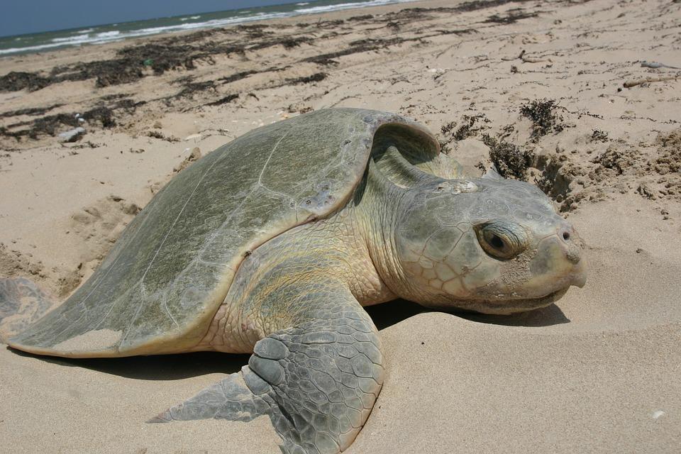 Evidence II: I Like Turtles :3 EQOD: How does competition affect Sea Turtles? Think: 1. Adaptation 2. Selection 3.