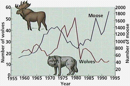 Evidence III: A Community Story... What is the graph showing you? Moose act as prey to the Wolves.