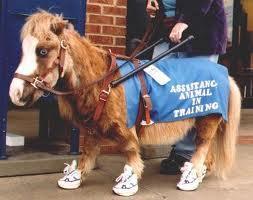 Miniature Horses This is an accommodation and can be required to go through documentation Allowed if Reasonable Individually trained