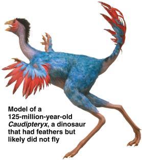 a chicken) and pre-avian dinosaurs. 10.