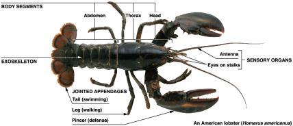 10.5 The arthropods are by far the most numerous and diverse phylum