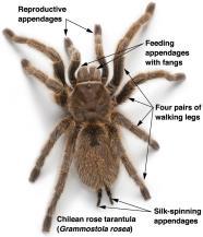 In terms of numbers of individuals and species, arthropods are the