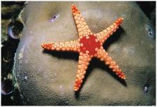6 A gallery of echinoderms Red sea urchin Bennett s feather star Brittle star Donkey dung sea