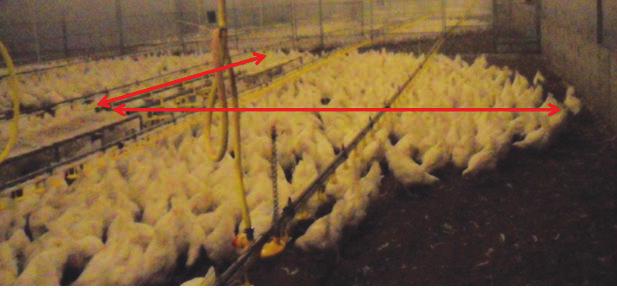 Figure 9: Distribution of birds during feeding when the ideal feed throw occurs. MEASURES OF SUCCESS Key measures of successful floor feeding are: 1.