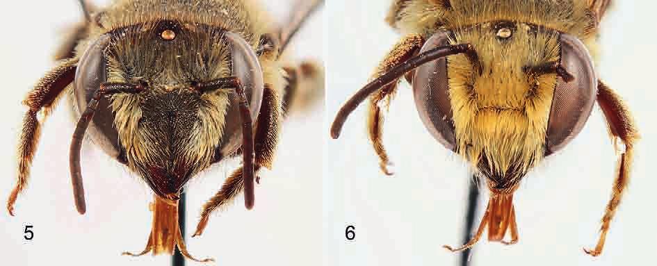 Figs 7-11: Male terminalia of Megachile (Eutricharaea) ventrisi ENGEL 2008.