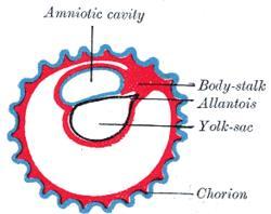 Amniote egg contains a membraneous sac