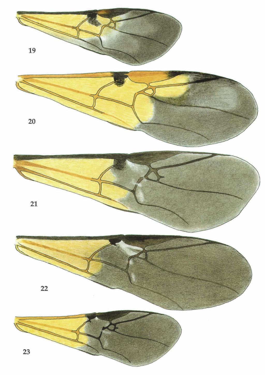Simbolotti & van Achterberg. Euagathis from the Sunda Islands. Zool. Verh. Leiden 293 (1994) 13 Figs 19-23, colour pattern of fore wing of Euagathis spp.