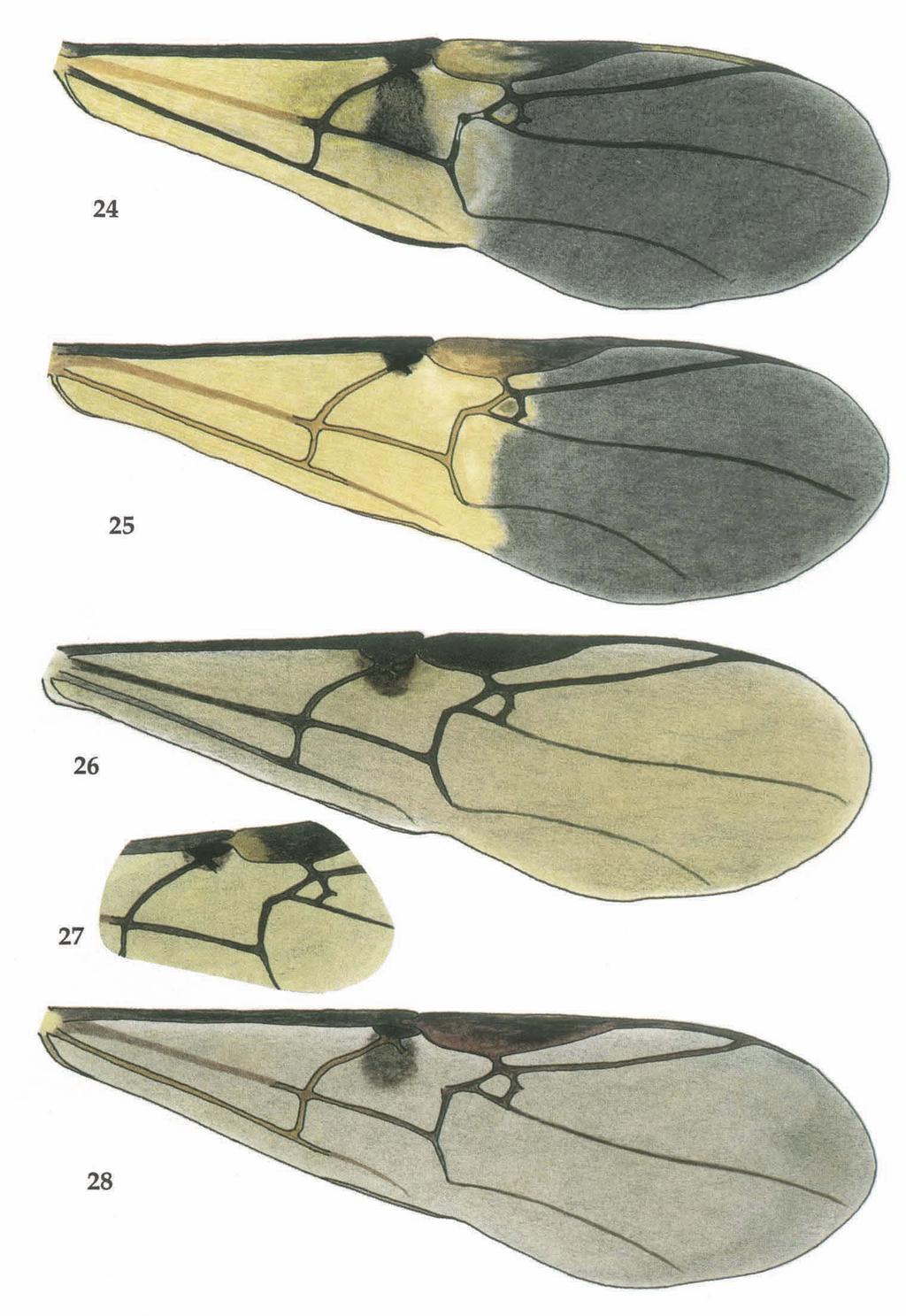 14 Simbolotti & van Achterberg. Euagathis from the Sunda Islands. Zool. Verh. Leiden 293 (1994) Figs 24-28, colour pattern of fore wing of Euagathis spp. 24, E.