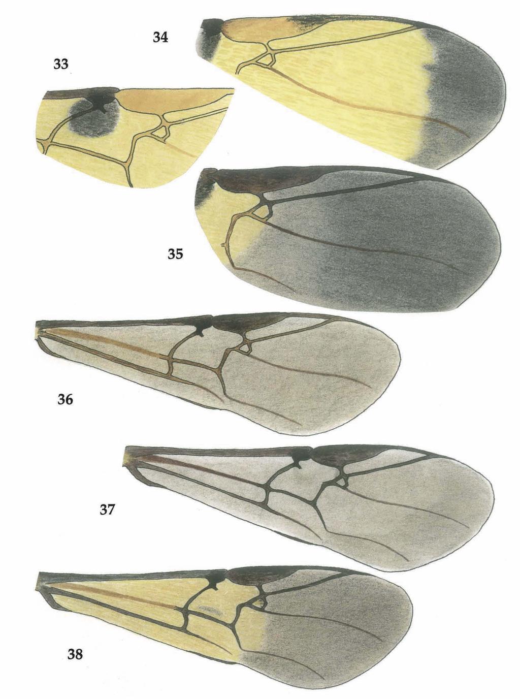 16 Simbolotti & van Achterberg. Euagathis from the Sunda Islands. Zool. Verh. Leiden 293 (1994) Figs 33-38, colour pattern of (parts of) fore wing of Euagathis spp. 33-35, E.