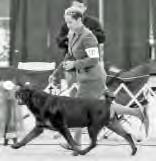 Top 10 Bitches 1. GCH-S BAAR s Oh! Que Sera Sera BN RN HT Patricia R Opperman, Ann K Callahan & Kathryn M Howse 678 2. ARC Select1 GCH-S Antren s Just Like That * Anthony & Karen DiCicco 568 3.