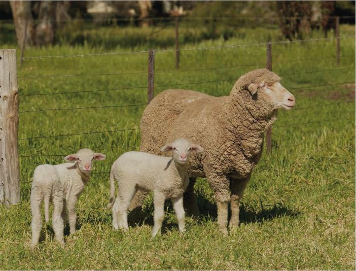 New challenges, practical skills, practice change 1. Weigh, scan, and body condition score! 2. Run adult ewes in fertility-based mobs (not age) 3. Lamb in small mobs (the smaller the better) 4.