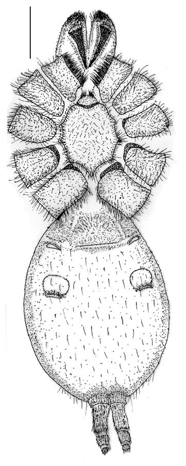 majori by having only two cuspules on the maxillae (T. majori has ca. 10 cuspules), the rastellum consists of numerous spines (cf. T. majori with a single spine and T.