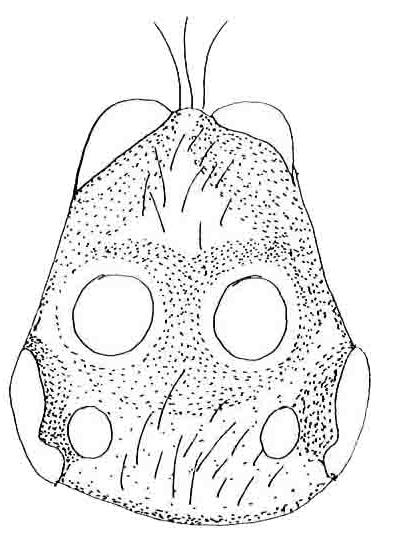 0mm); 3 - Sternum, labium, maxillae and chelicerae, (scale=5.0mm); 4 - Chelicerae, prolateral view (scale=1.