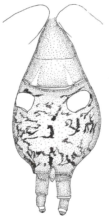 10 cuspules), the rastellum consists of numerous spines (cf. T. majori with only a single spine, and T.