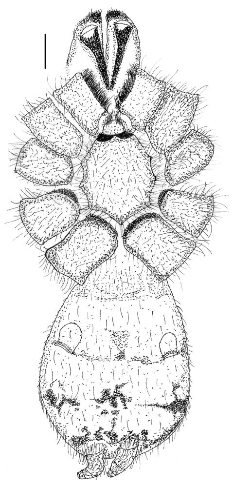 Morphometry of legs and palp of T. nilgiriensis sp. nov. holotype female (WILD 11 ARA 1110) and T. rutilofronis sp. nov. holotype female (WILD 11 ARA 1111) and paratype female (WILD 11 ARA 1112).