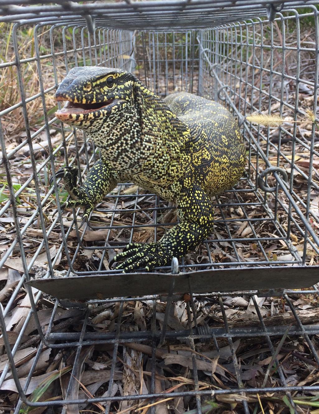 A two-year pursuit of Nile monitor lizards ended after we distributed door hangers in Southwest Ranches, Broward County.
