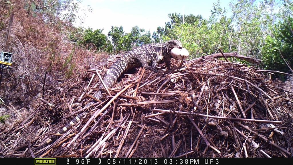 Argentine black and white tegu (Salvator merianae) removing an alligator egg from a nest.