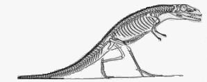 The diapsid group is represented by all of the archosaurs ( ruling