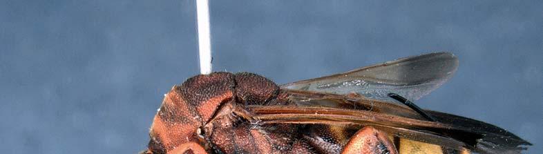 Order Hymenoptera, family Leucospidae 323 Plates 4 6: Leucospis vanharteni nov. spec.