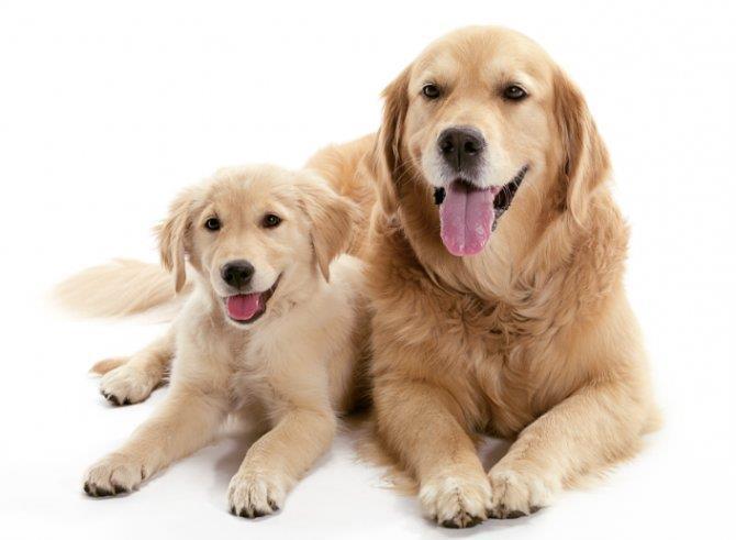Dog and Puppy Foster Manual