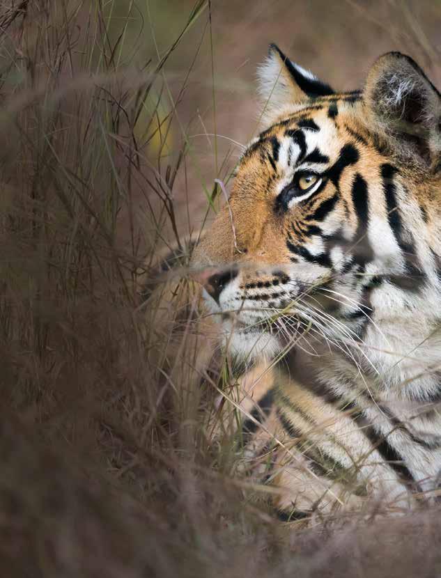 TIGERS NEWS POSITIVE PROTECTION COMMUNITY-RUN LIVESTOCK INSURNCE SCHEME CLLED TIGERSFE IS BENEFITING PEOPLE ND WILD TIGERS IN UTTRKHND, INDI hela village lies beside