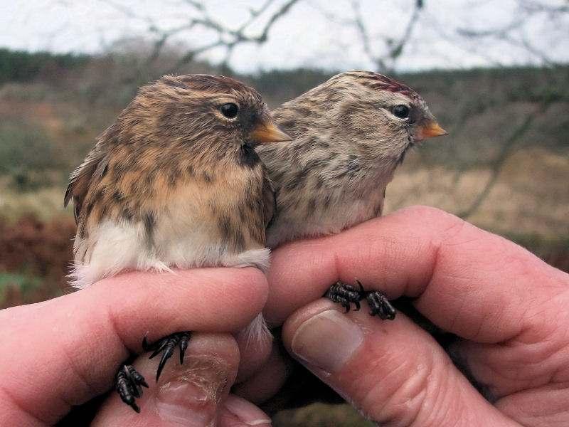 1 THE SEPARATION OF LESSER AND MEALY REDPOLLS By Introduction Lesser and Mealy Redpoll in hand, Aberdeenshire, November 2010 (Chris Jones) Continuing my run of identification papers on Redpolls, I