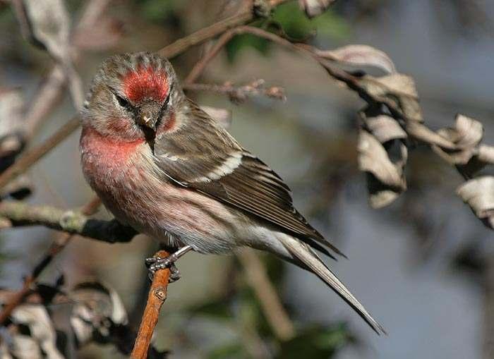 11 Another bright Lesser Redpoll photographed in the West