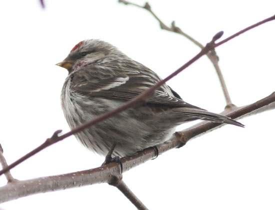 12 MEALY REDPOLL Carduelis flammea The Mealy Redpoll is a fairly common passage migrant and winter visitor to Britain which occurs in varying numbers from year to year and is prone to occasional
