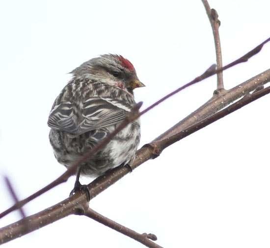13 A male Mealy Redpoll photographed by Graham Catley in North