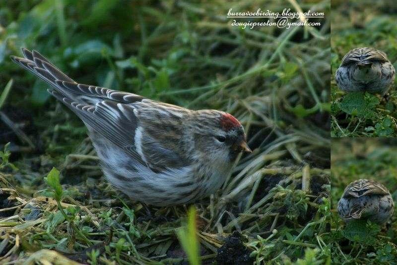 15 This autumn (November 2010) has seen an exceptional movement of Mealy Redpolls in to Britain, initially heralded on the Northern Isles in Orkney and Shetland.
