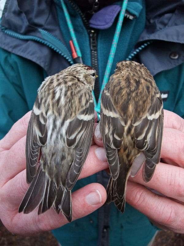 2 NORTHWESTERN REDPOLL Carduelis rostrata another high Arctic species occurring from eastern Baffin Island to the west and east coasts of Greenland. It includes the Icelandic form islandica.
